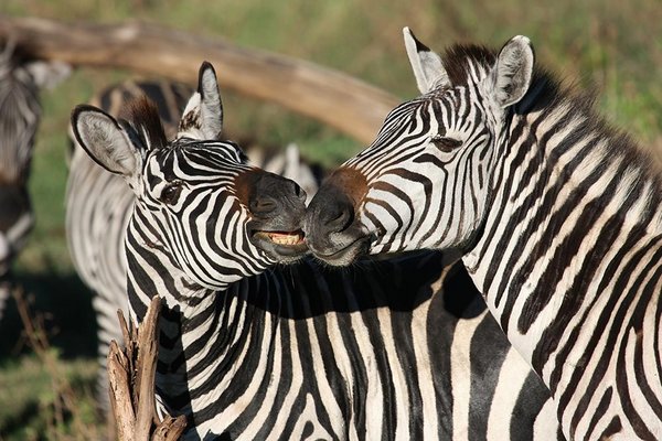 Zebras schmusen