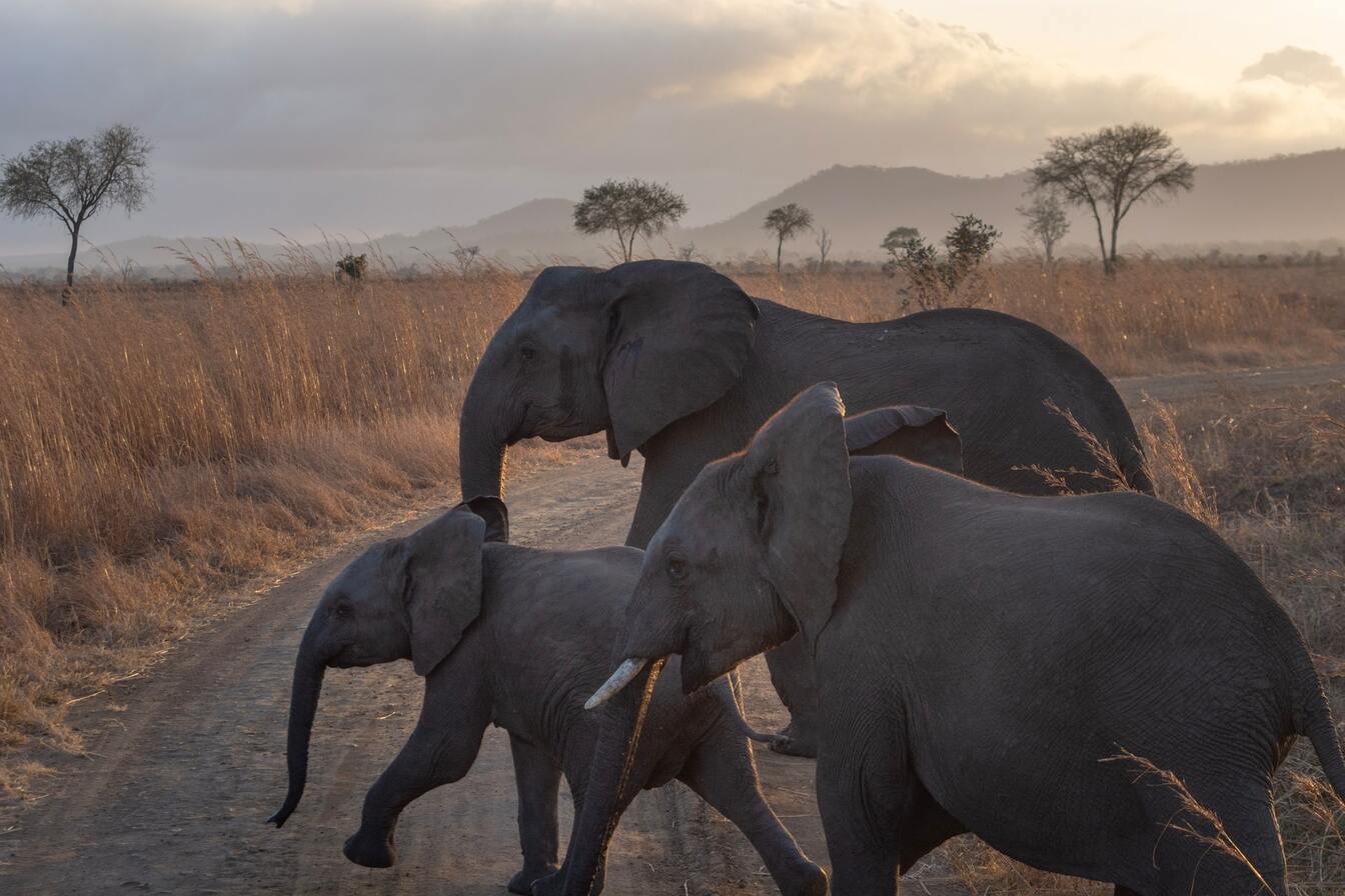 Elephants in southern Tanzania