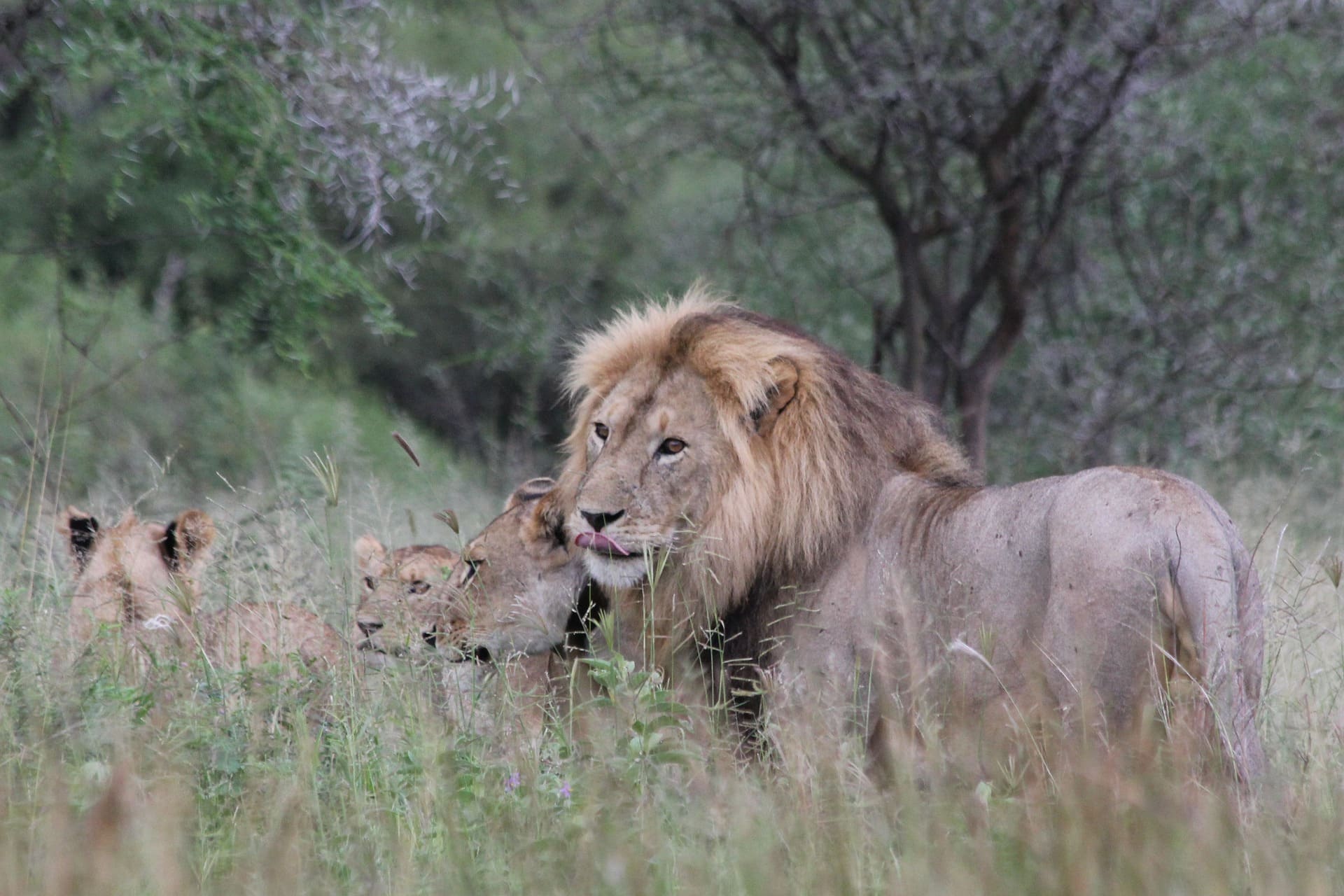 [Translate to Englisch:] Löwenfamilie im Tarangire Nationalpark