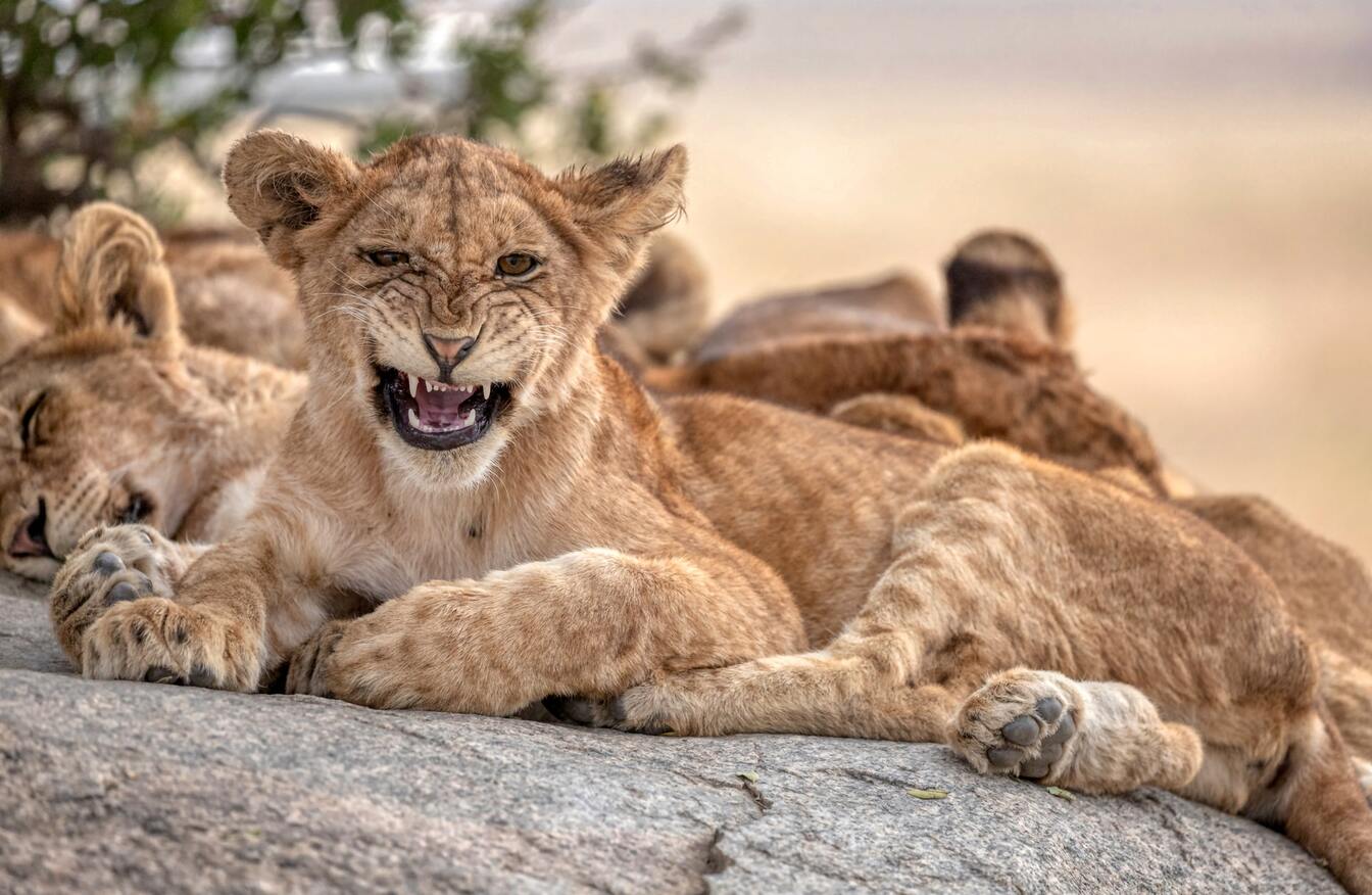lion cub in Serengeti Nationalpark