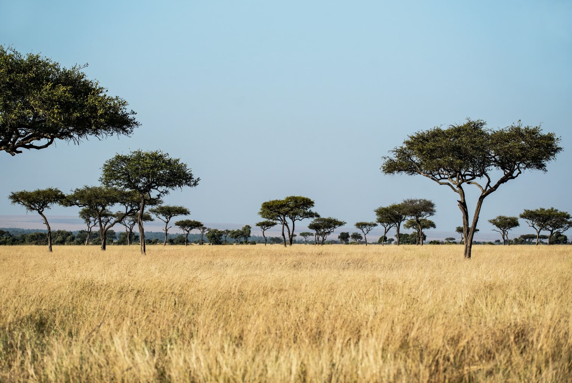 Masai Mara in Kenia