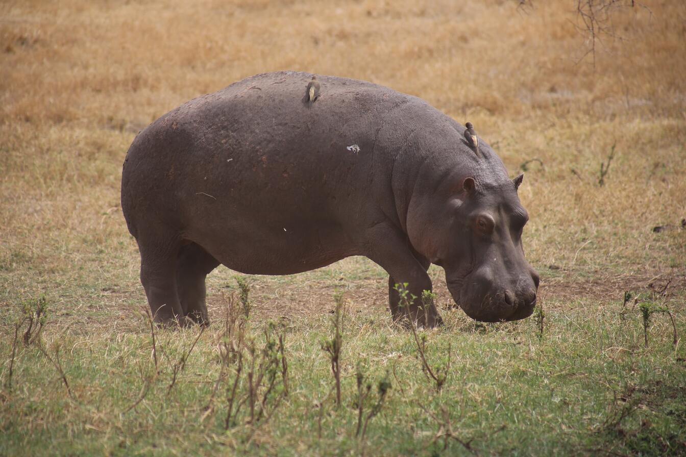 Hippo in Ngrorongoro Crater