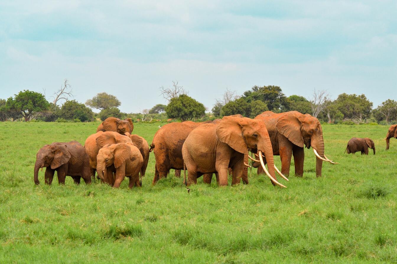 Elephant herds in Tsavo East