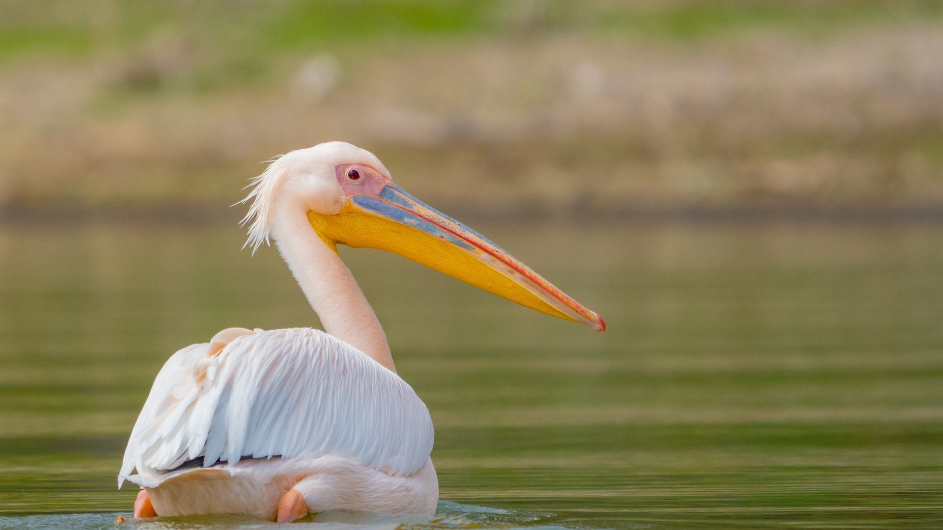 Pelican am Lake Naivahsa 