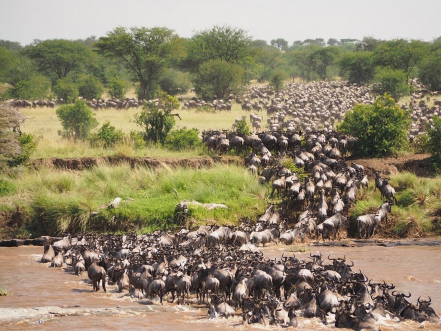 Wildebeests migration in Serengeti