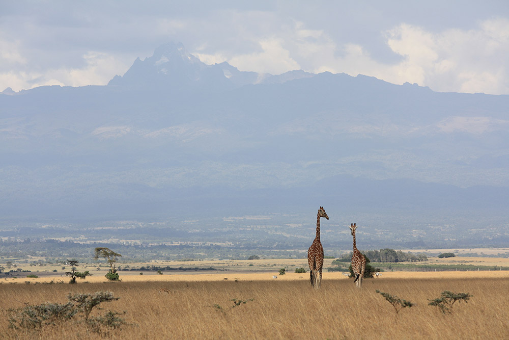 Landschaft, Giraffen