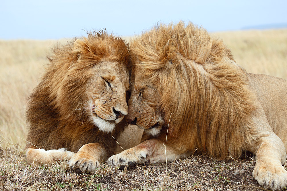 Löwenbrüder in Kenia