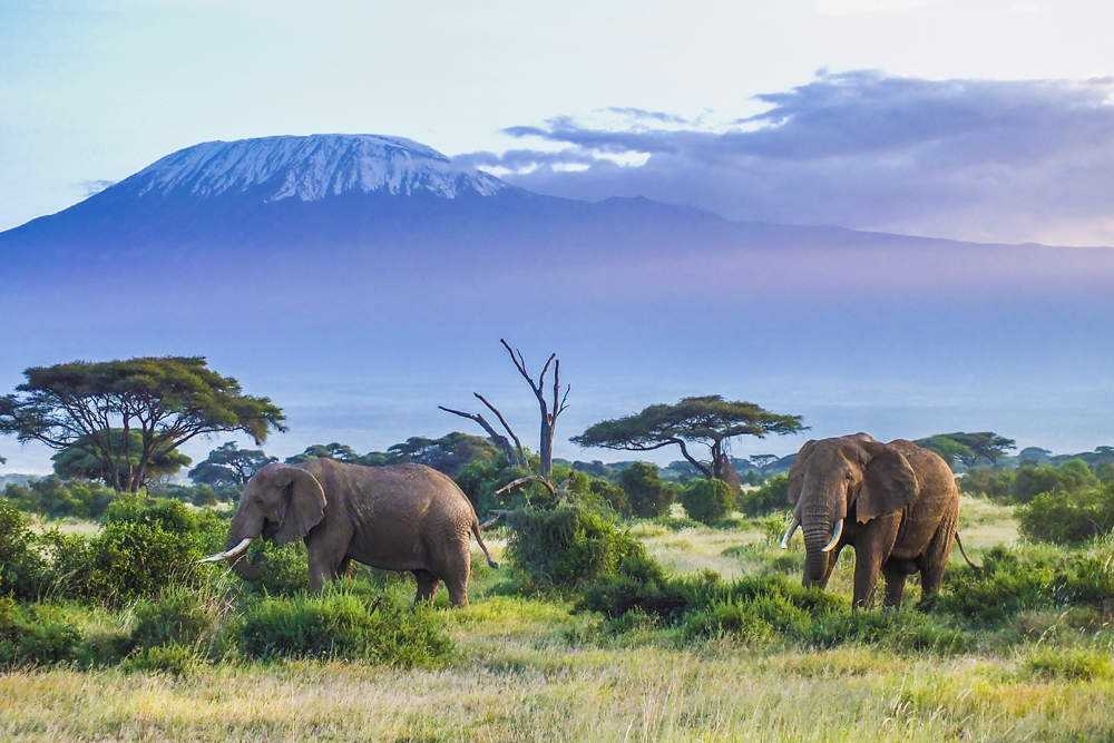 Elefanten, Kilimandscharo