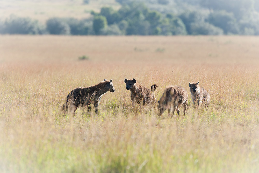 Hyänen in der Wildnis