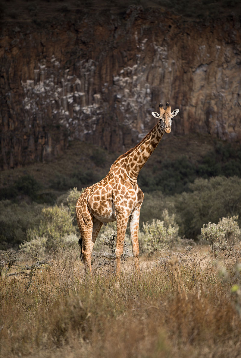 Giraffe in der Wildnis