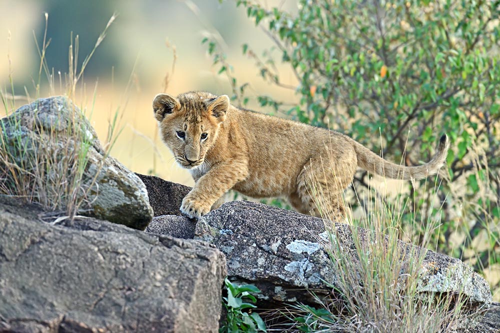 Löwenbaby, Kenia