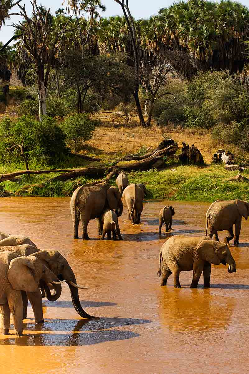 Elefanten im Wasser