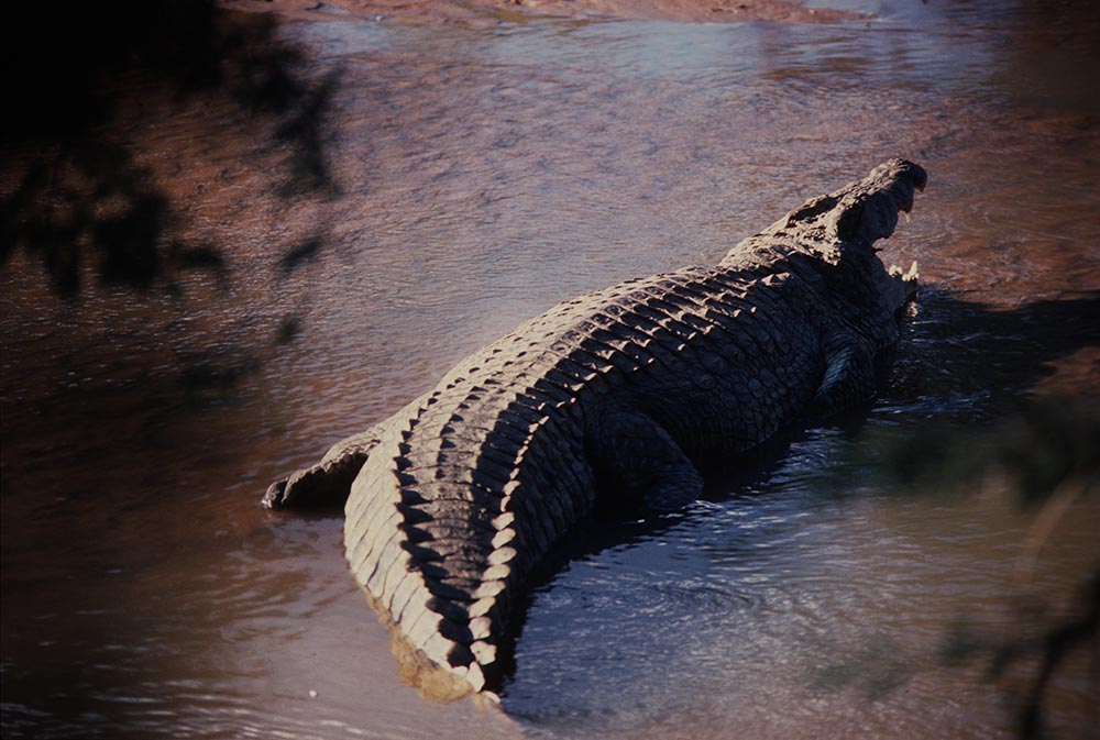 Krokodil im Wasser