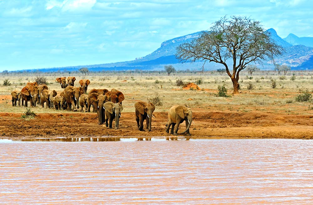 Landschaft, Fluss, Elefanten