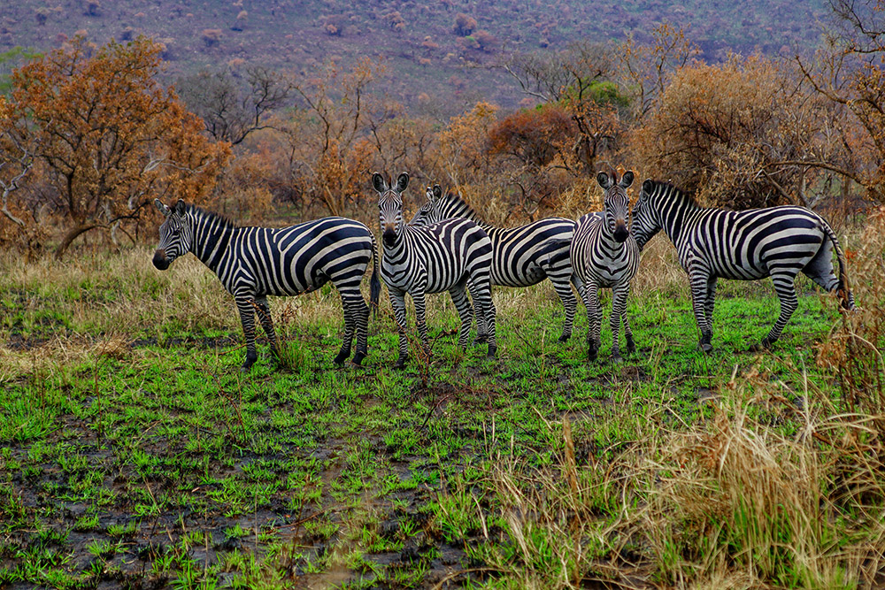 Zebras in Ruanda