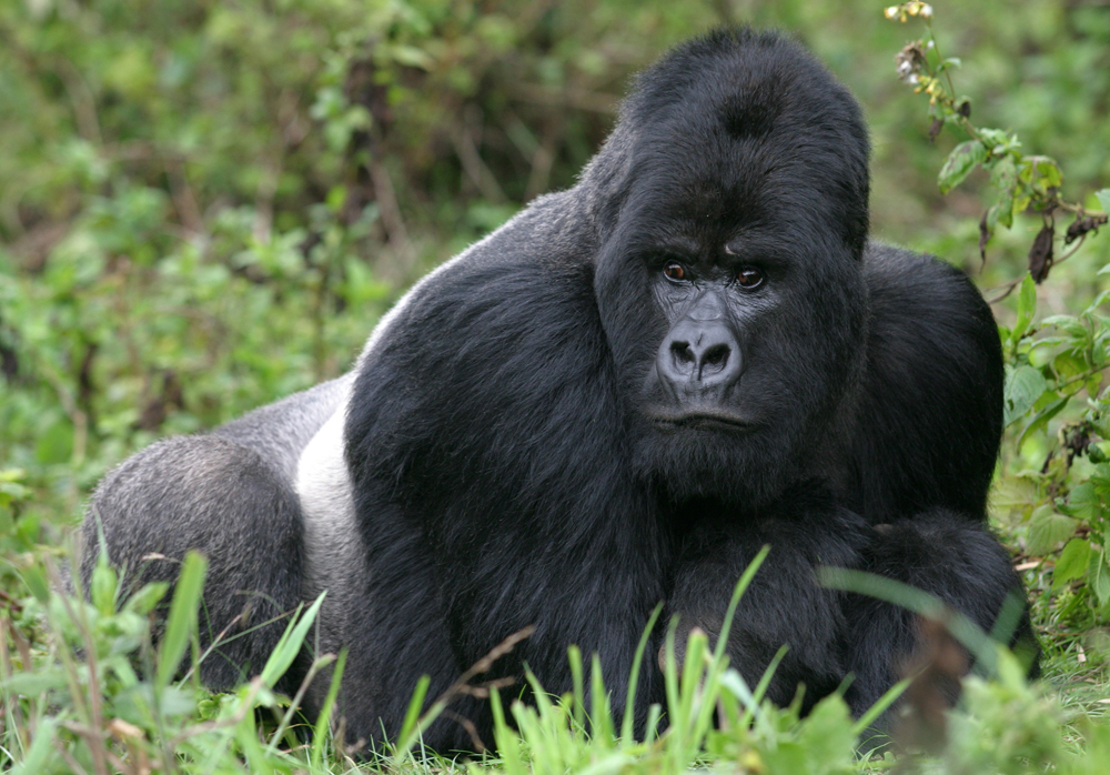 Gorilla in Ruanda
