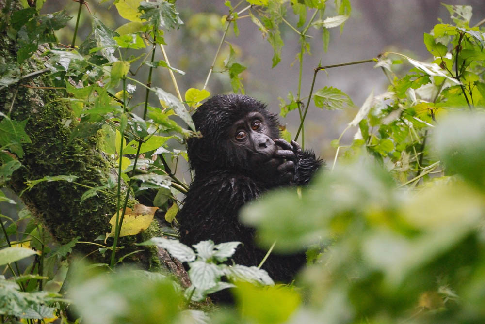 Gorillababy im Gebüsch