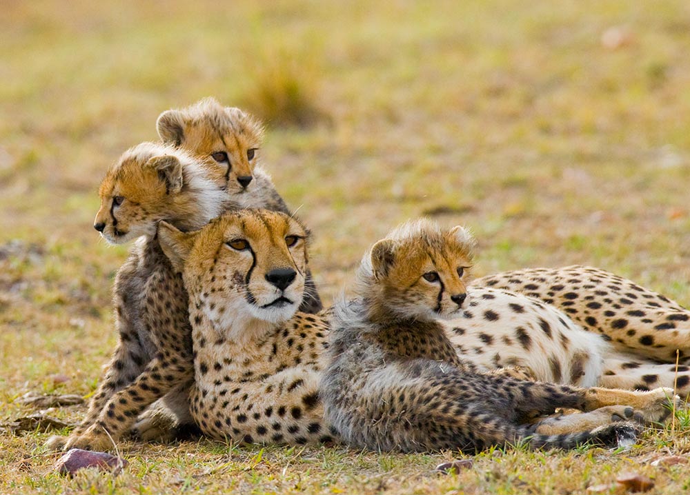 Gepardenfamilie liegend