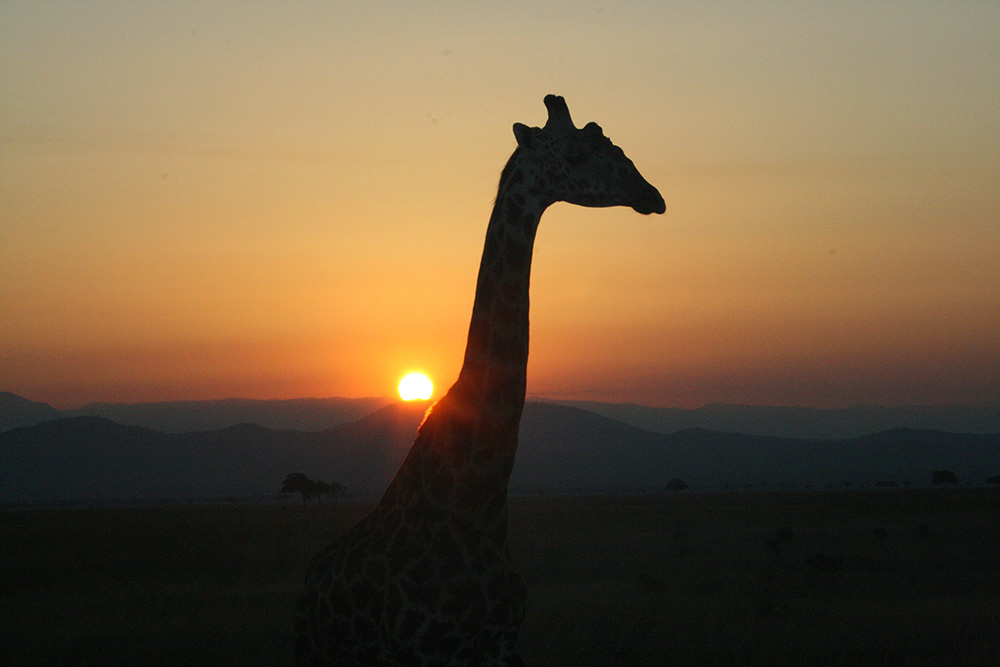 Giraffe, Sonnenuntergang