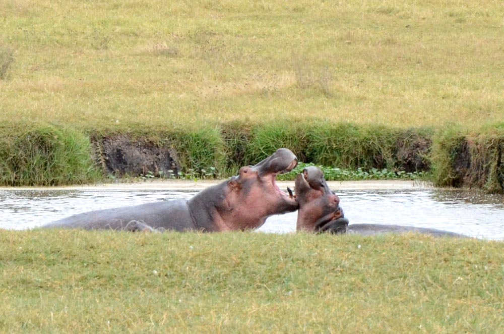 Nilpferde im Wasser
