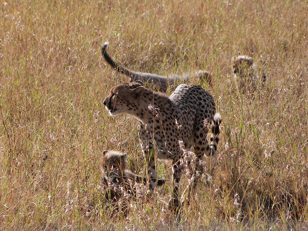 Cheetah in der Wildnis