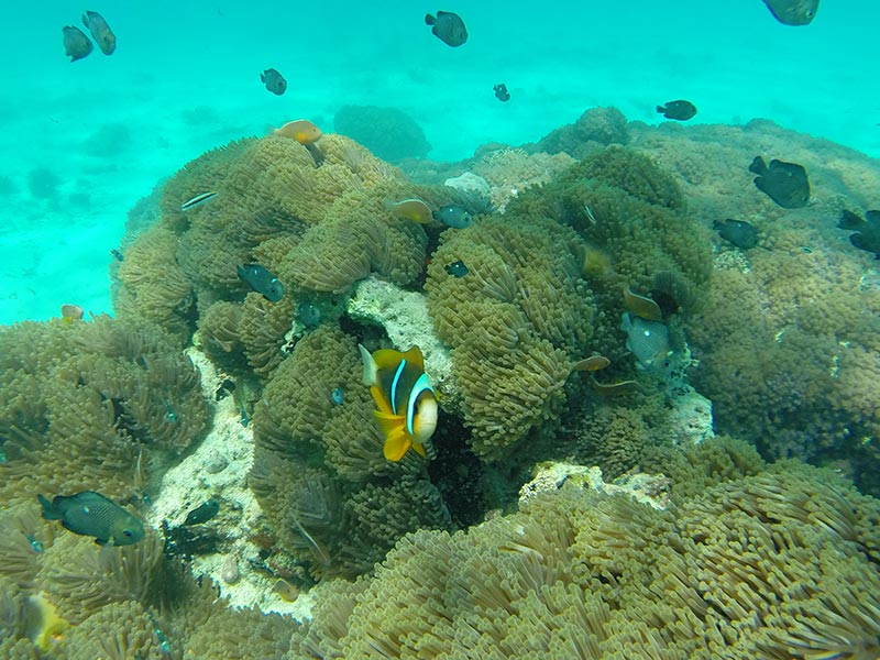 Corallen, Unter Wasser