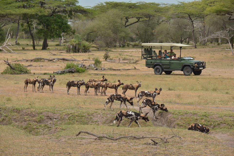 Safari Südtansania